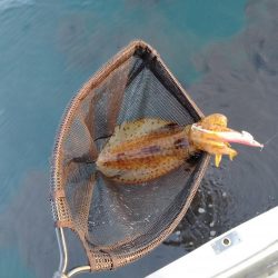 今期初ボートエギング