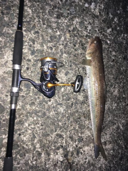 ナブラ撃ちで！