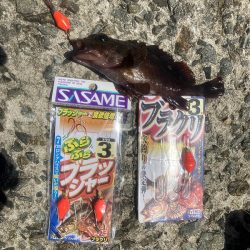 当たったブラクリでカンダイゲット!