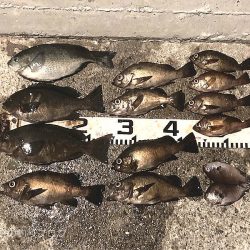 グレ＆メバル！