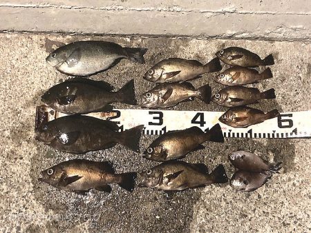 グレ＆メバル！