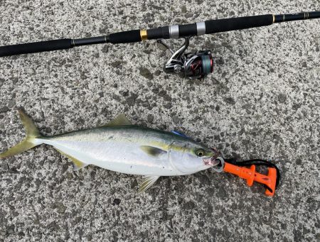 念願の初ハマチ！！！