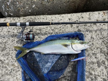 ハマチ　57cm !!　青物シーズンイン！…