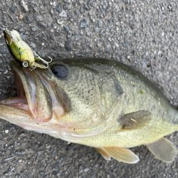 シャロークランクの超遅巻きで40UP!!