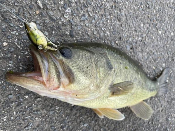 シャロークランクの超遅巻きで40UP!!