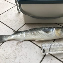 サビキに大物！