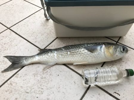 サビキに大物！