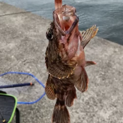 ライトワインドでガシラゲーム