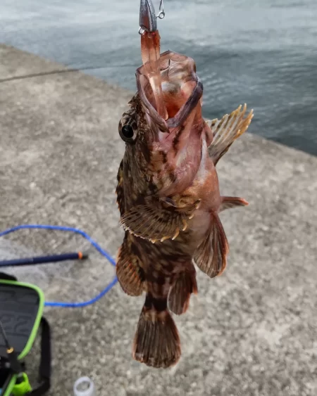 ライトワインドでガシラゲーム