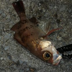 サイズはさておき嬉しいアジ