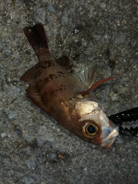 サイズはさておき嬉しいアジ