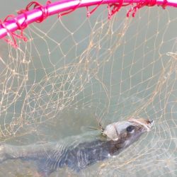 ウェーディング