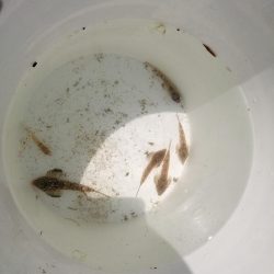 ファミリーフィッシング