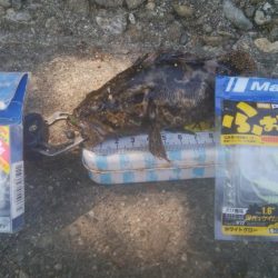 楽しい(^^)キビレ