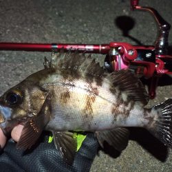 2022/05/04 南港ライトゲーム釣行