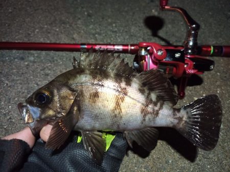 2022/05/04 南港ライトゲーム釣行…