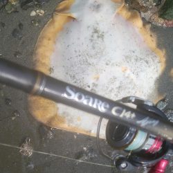 謎の巨大魚(^^)正体はエイ