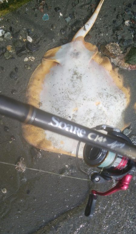 謎の巨大魚(^^)正体はエイ