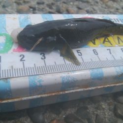 ハゼ釣り楽しいデス(^^)