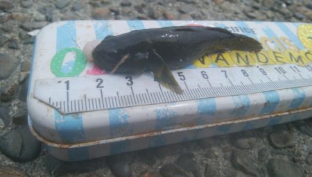 ハゼ釣り楽しいデス(^^)