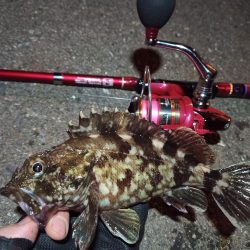 2022/05/06 南港ライトゲーム釣行