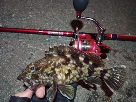 2022/05/06 南港ライトゲーム釣行…