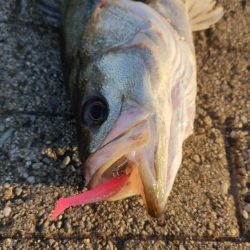 シーバス楽しい。