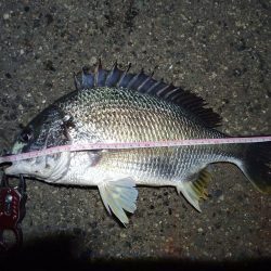 2022/05/07 南港ヘチ釣り釣行