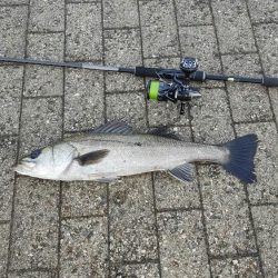 シーバス風強め