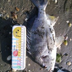 デイ　チニング絶好調( ^o^)