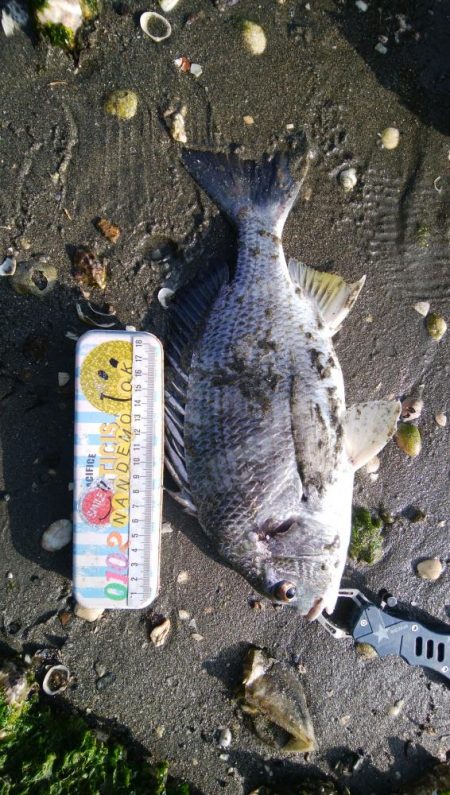 デイ　チニング絶好調( ^o^)