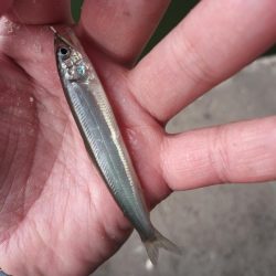 2022/05/09 大阪市内河川 稚鮎釣り