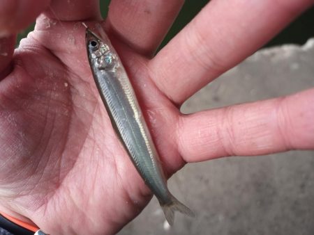 2022/05/09 大阪市内河川 稚鮎釣…