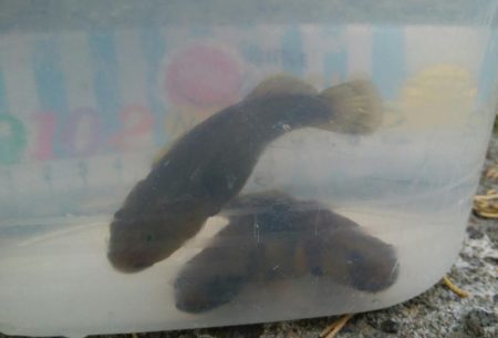 ハゼ釣り楽しいデス(^^)