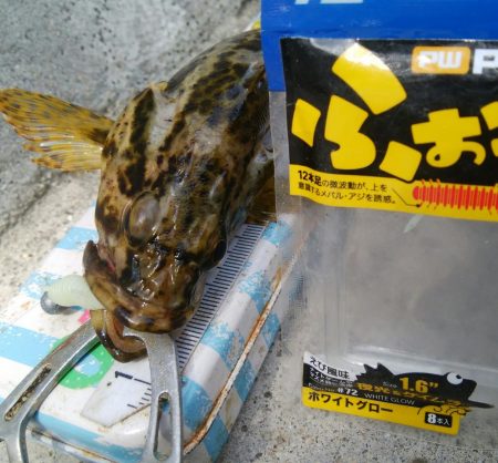 色々釣れて楽しかったデス(^^)