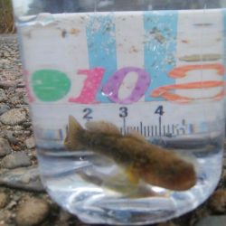 ♡ハゼ釣りは楽しいデス♡