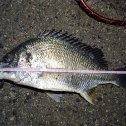 2022/05/11 南港ヘチ釣り釣行