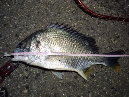 2022/05/11 南港ヘチ釣り釣行