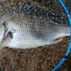 キビレ釣り(^^)楽しいデスね!