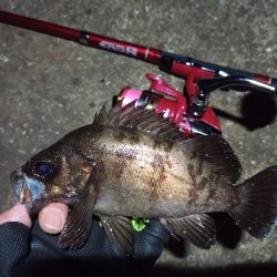 2022/05/14 南港ライトゲーム釣行