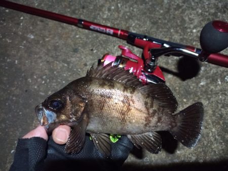 2022/05/14 南港ライトゲーム釣行