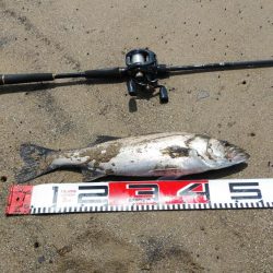 連日のシーバス