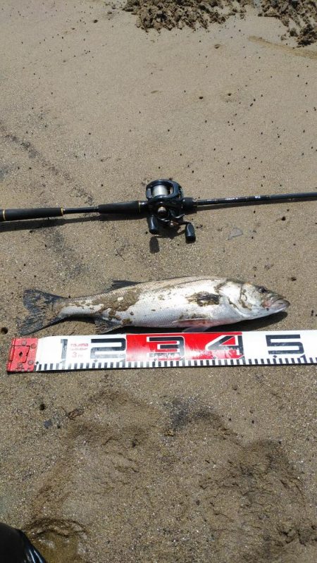 連日のシーバス