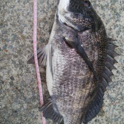 キャスティングキビレゲーム(^^)