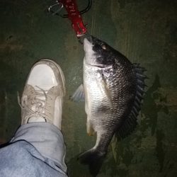 バチシーバス狙い