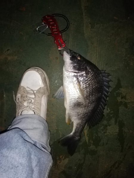 バチシーバス狙い