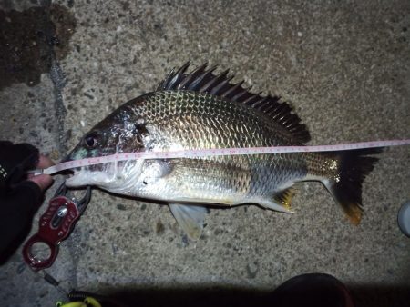 2022/05/15 南港ヘチ釣り釣行