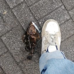 バチ抜けシーバス狙い