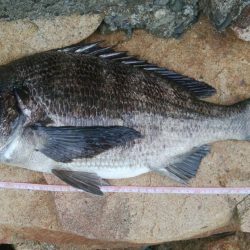 14匹Get!チヌ・キビレ(^^)