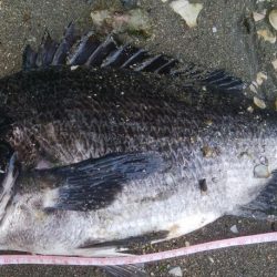 今日も釣り日和(^^)